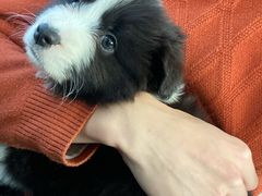 -翊宠yipet猫狗购宠庄园犬舍•猫舍