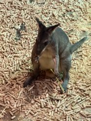 -Zoolung Zoolung动物主题公园(海信广场店)