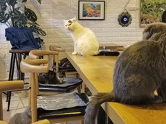 -平行世界·猫咖(首经贸店)