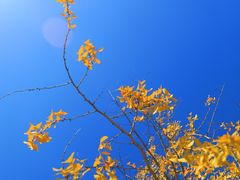 -贡湖湾湿地公园