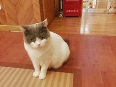 -MOCHA明星猫咖(田子坊店)