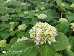 -艾溪湖湿地公园