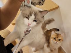 -有喵·猫咖·狗咖·30几只猫10只小狗(岗厦店)