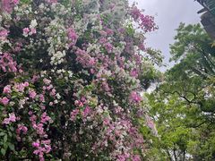 -深圳国际园林花卉博览园