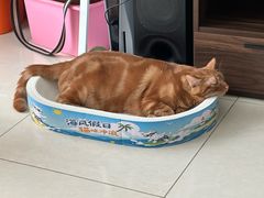 -中农大我爱我爱24h动物医院·中医针灸·猫专科·骨科医疗中心(双井店)