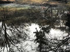 -秋霞圃