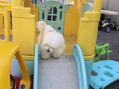 -百好乐宠物友好餐厅(朝外大街店)