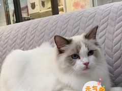 -萌兽医馆·眼科·异宠专科(三里屯店)