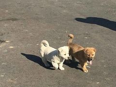 -呷哺呷哺 黄金牧场 (回龙观港龙店)