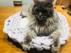 -Pets First伊珊娜洗护·精致美容·家庭式寄养(新会路店)
