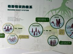 -东寨港红树林旅游区