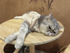 -楼上猫咖(罗湖店)