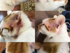 -爱妮康宠物医院·干细胞免疫细胞·肿瘤·心脏(张江店)