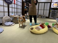 -逗柴咖啡屋·狗咖猫咖宠物桌游