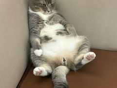 -MOCHA明星猫咖(田子坊店)