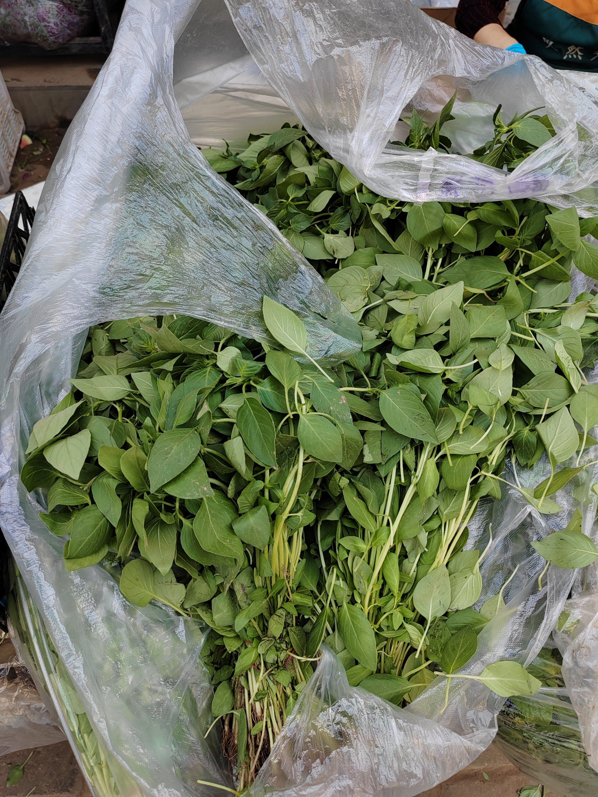 我豫爱吃的夏菜来啦