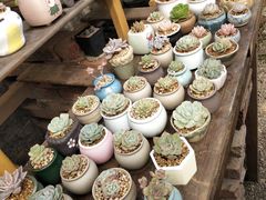 -三圣花乡旅游区