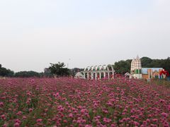 -松山湖梦幻百花洲