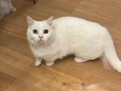 -MOYOYO猫咪咖啡店