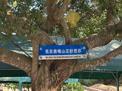 -杨梅坑