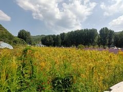 -紫海香堤香草艺术庄园