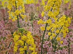 -中国天府农业博览园