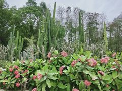 -深圳仙湖植物园