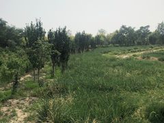 -西青郊野公园