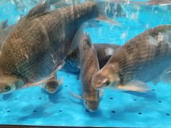 -艳阳天·非遗楚菜(武汉客厅店)