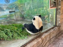 -上海野生动物园