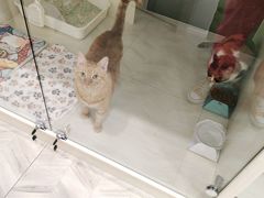 -Pets First伊珊娜洗护·精致美容·家庭式寄养(新会路店)