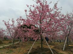 -天适樱花悠乐园