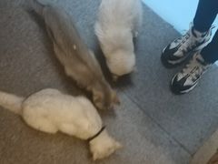 -猫色咖啡·猫咖