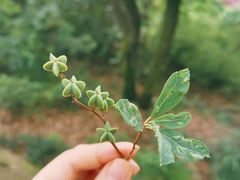 -杭州半山国家森林公园