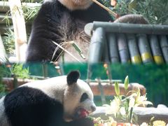 -灵玲国际马戏城