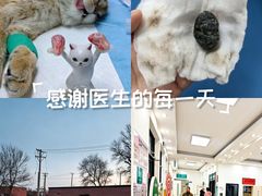 -派美特宠物医院·核磁CT·骨科肿瘤·疑难转诊(沈农禾丰店)