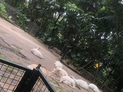 -深圳野生动物园