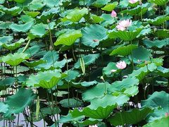 -荔湾湖公园