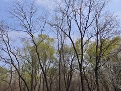 -长白岛森林公园