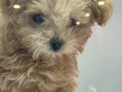 -萌宠之家·腊肠犬·马尔泰·小体犬舍