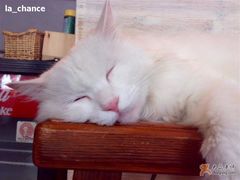 -Babycat私家御饼屋(龙头路一店)