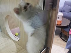 -屋虎猫馆(宝安大仟里店)