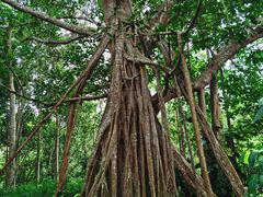 -中国科学院西双版纳热带植物园
