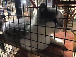 -酷嗒动物文化乐园(cutezoo西溪乐天城店)