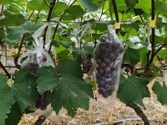 -马陆小张葡萄园农家乐