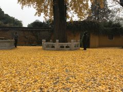 -苏州上方山国家森林公园