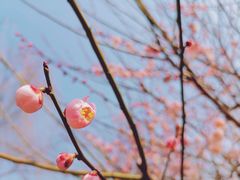 -香雪海