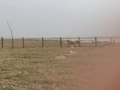 -红碱淖景区