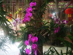 -万兴启丰椰子文化园餐厅