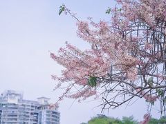 -深圳国际园林花卉博览园